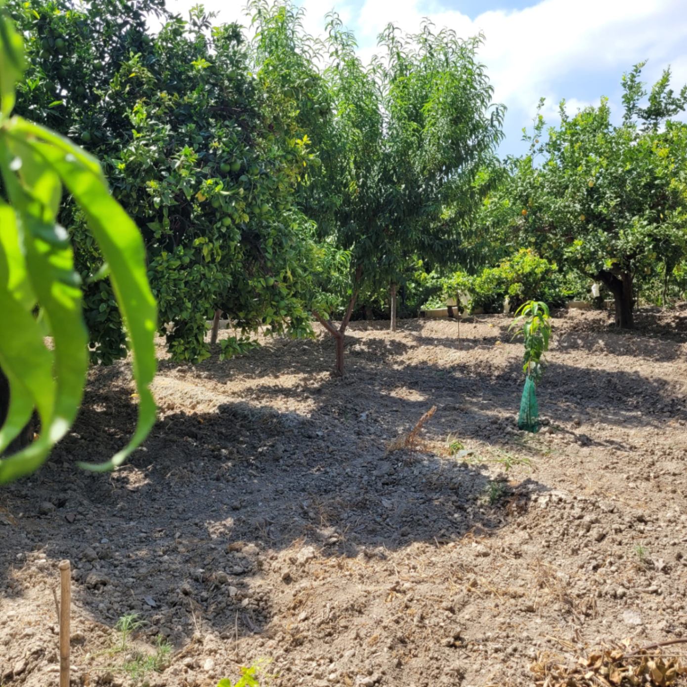 Finca rústica con casa de aperos