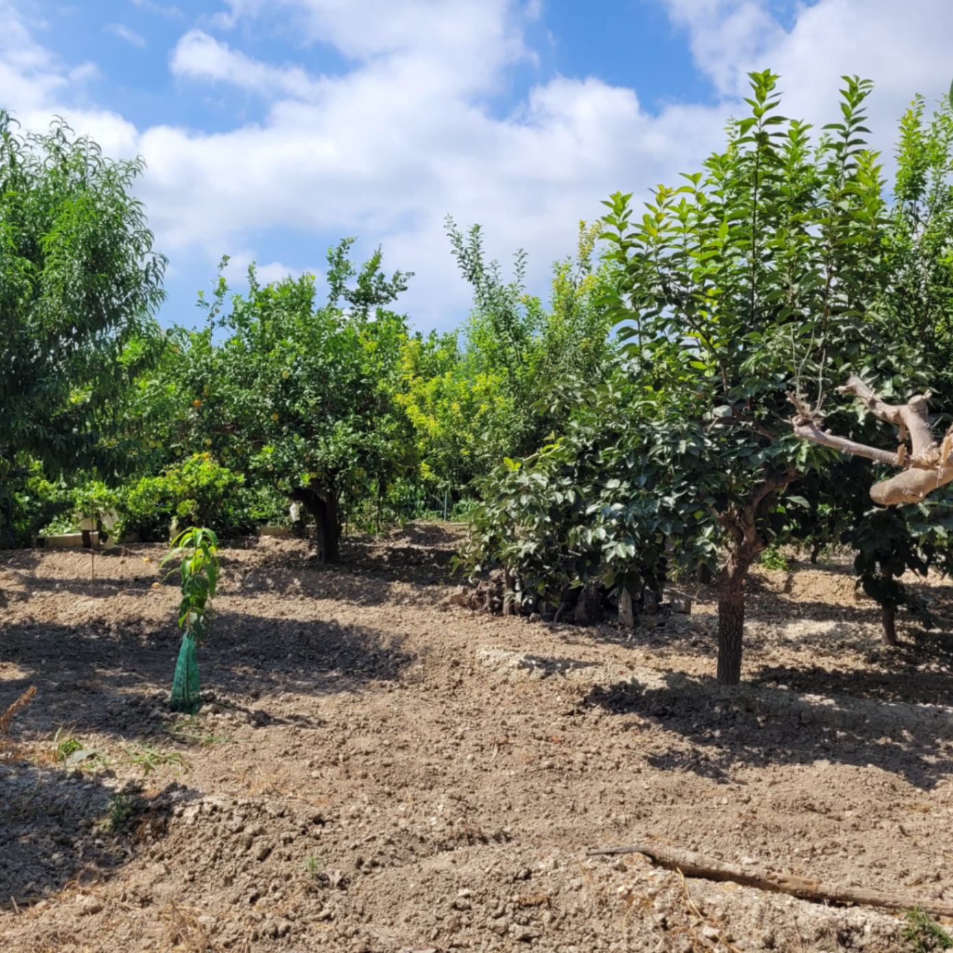 Finca rústica con casa de aperos